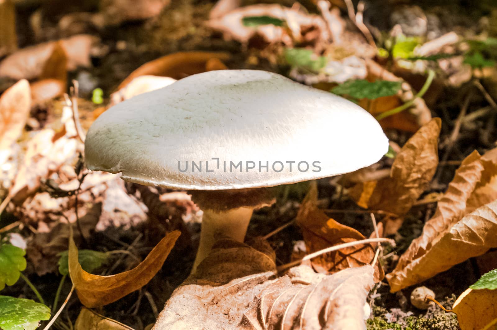 White forest mushroom by antonius_
