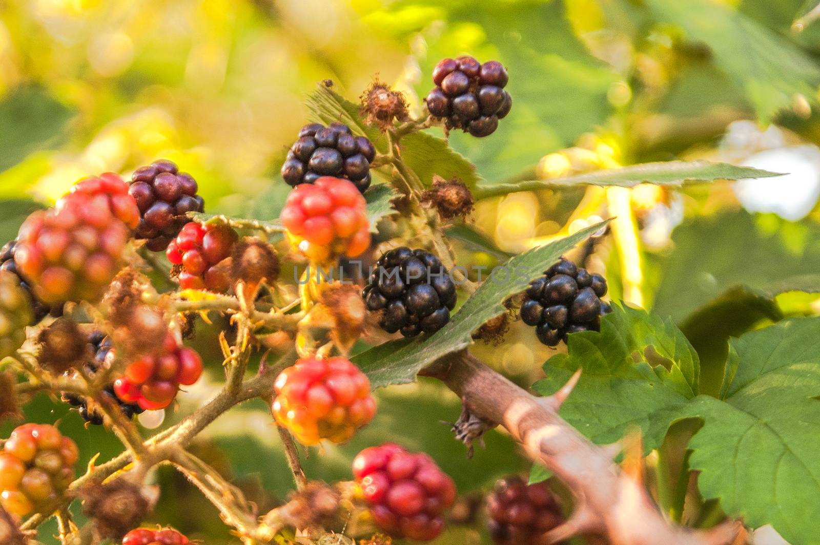 Blackberries ripened on the bush and speyuschaya in the evening sun