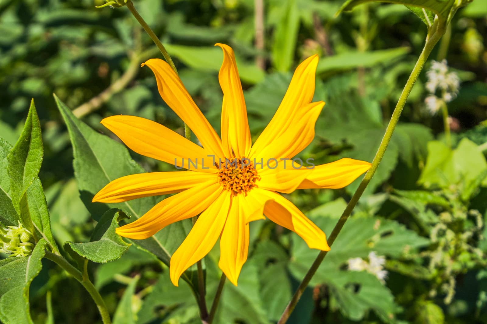 The blossoming blossomed yellow flowers in the summer afternoon under the sun