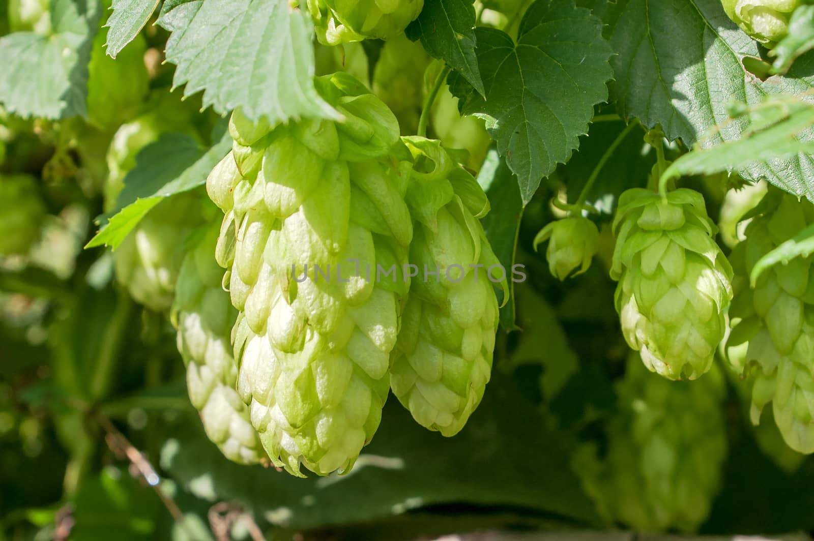 wild, growing hops summer day in the sun 