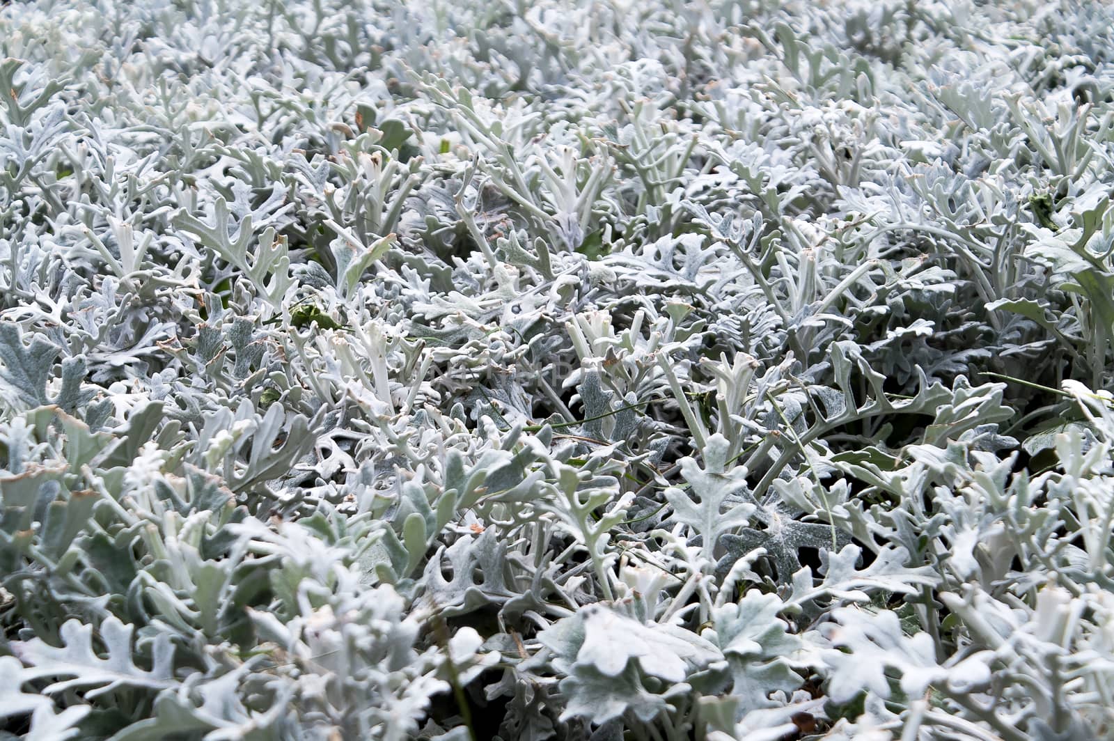 undersized gray ekzotichesky plant growing in the flowerbed