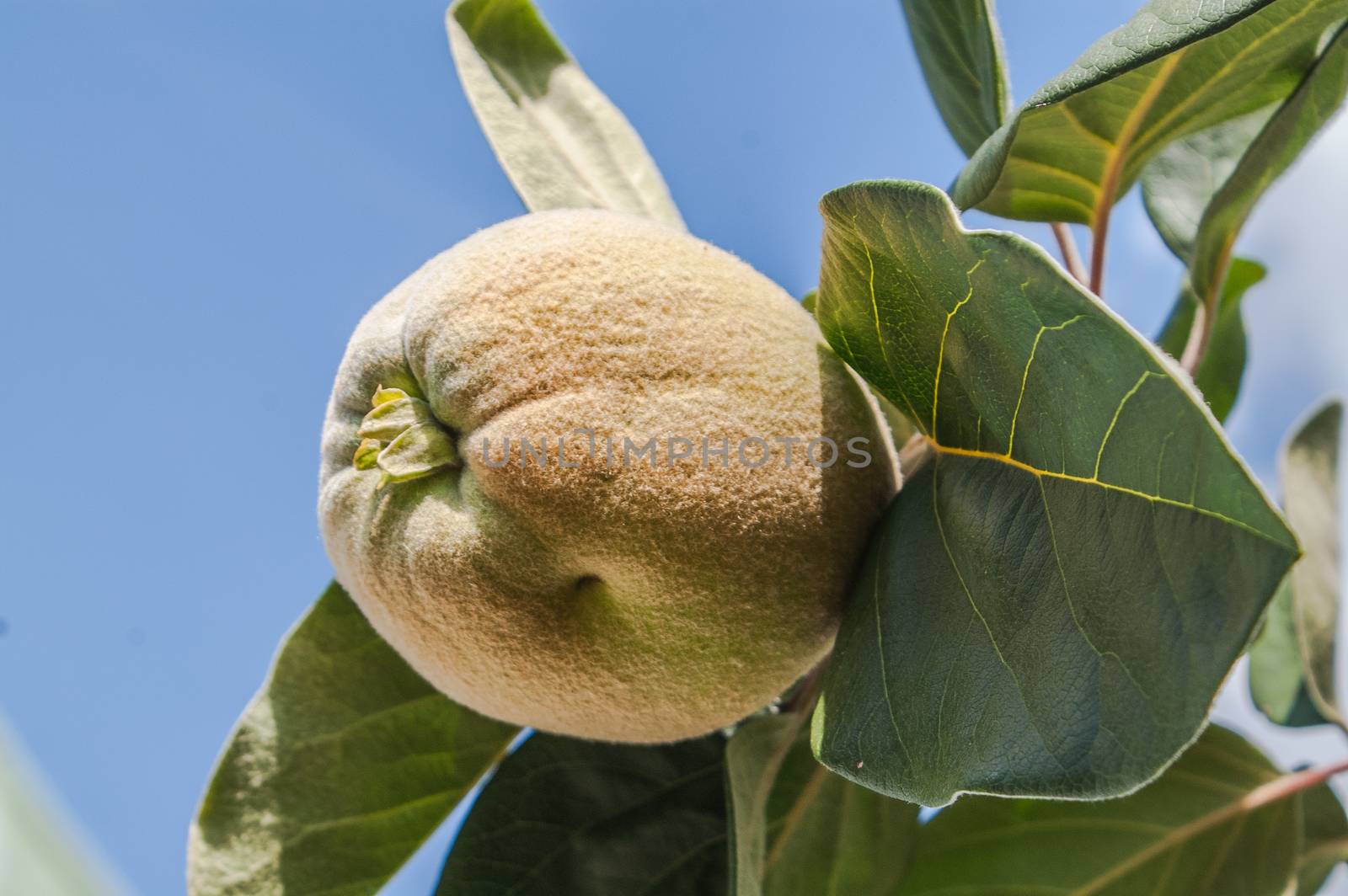 green quince  by antonius_