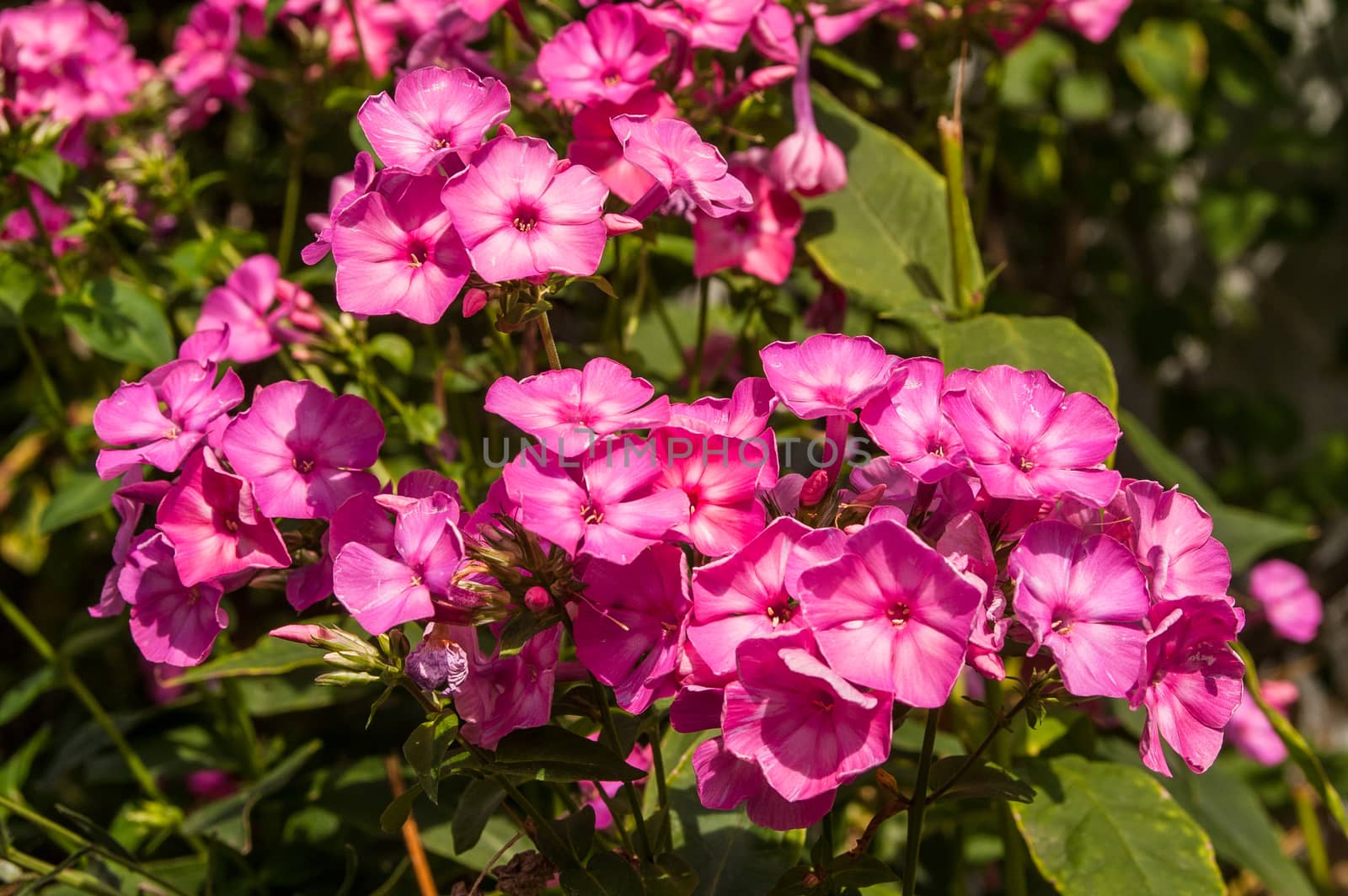 the beautiful blossoming flower phloxes in the sunny day