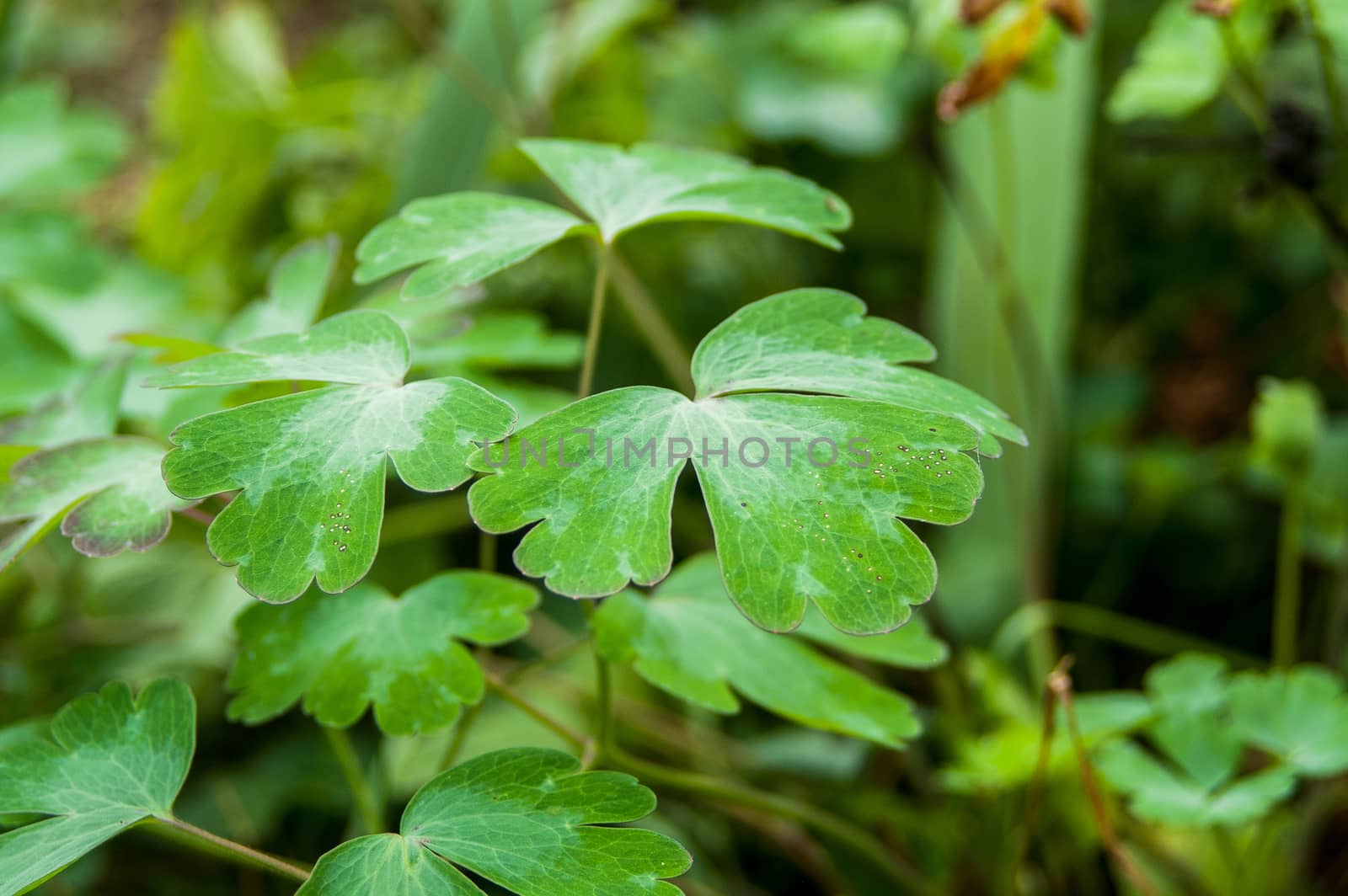 the beautiful aimed leaf of a plant from a garden in the summer afternoon