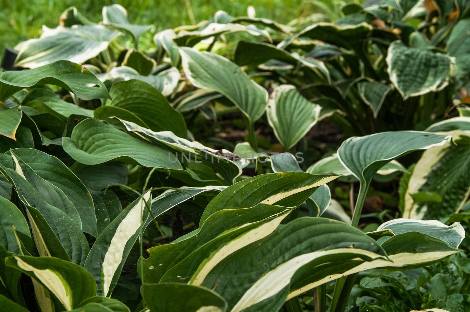 the beautiful aimed leaf of a plant from a garden in the summer afternoon