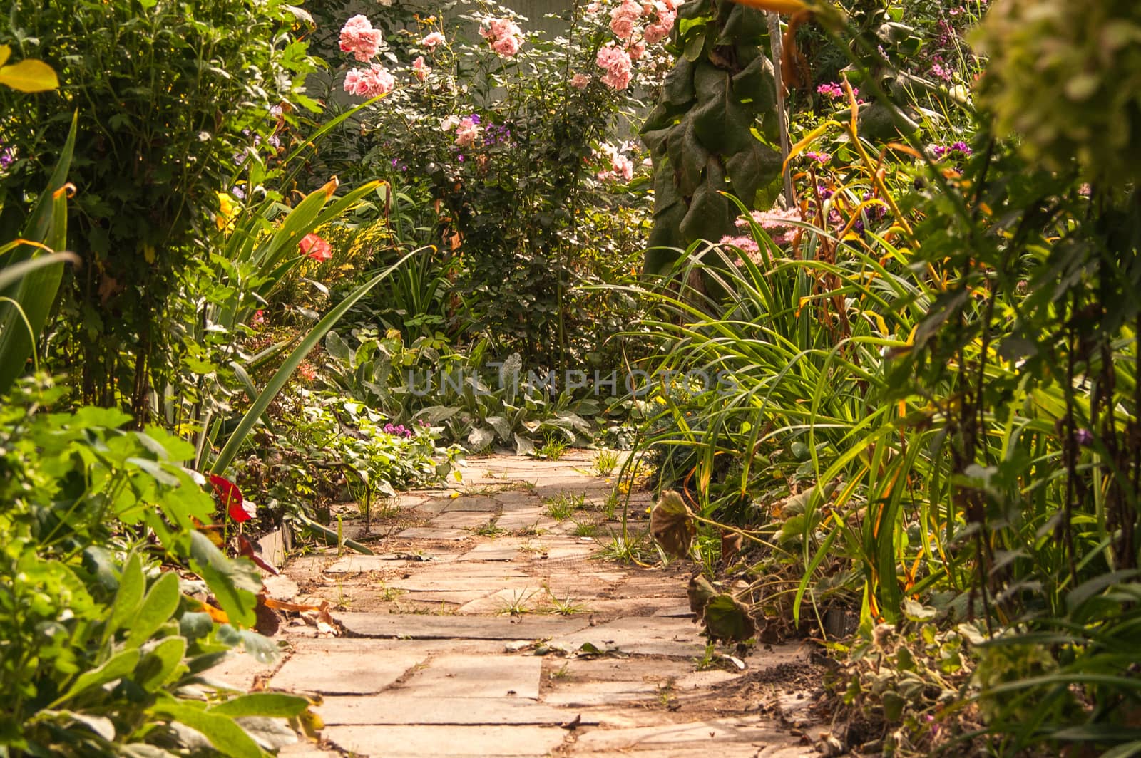 stone path in a garden  by antonius_