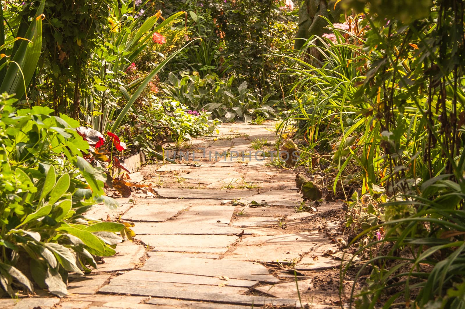 stone path in a garden in the summer, sunny day