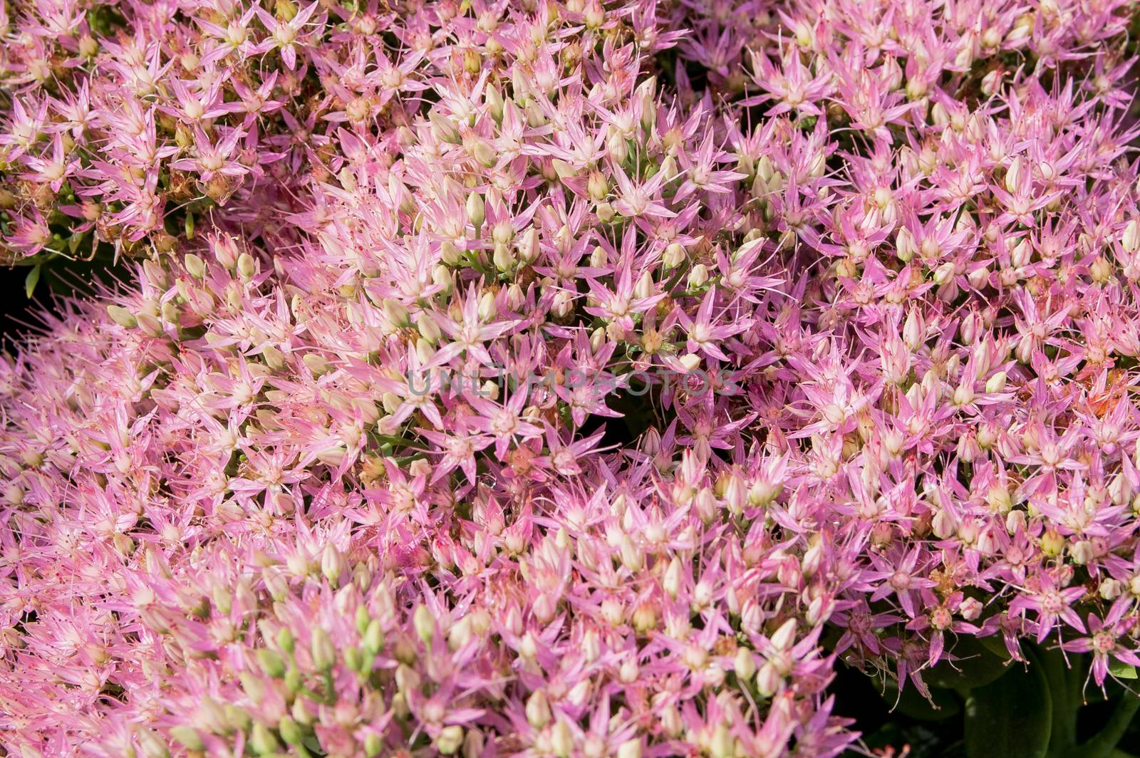 the beautiful and magnificent, blossoming pink small flowers in the sunny day