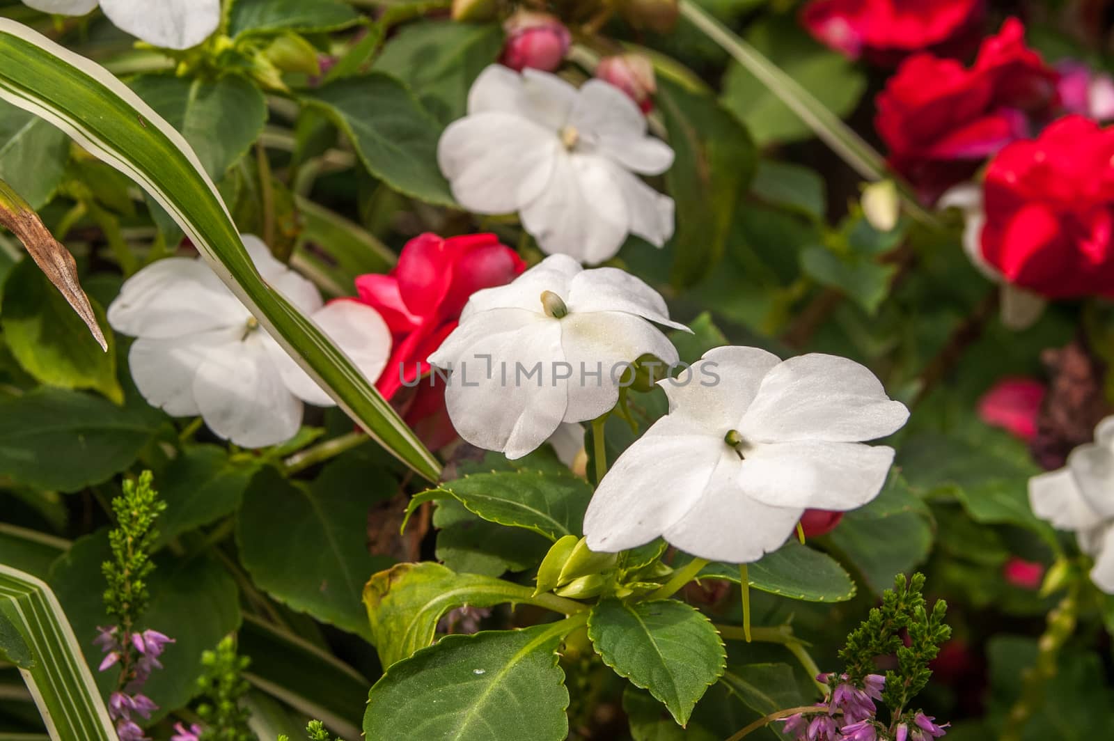 white and red small flowers in a garden  by antonius_