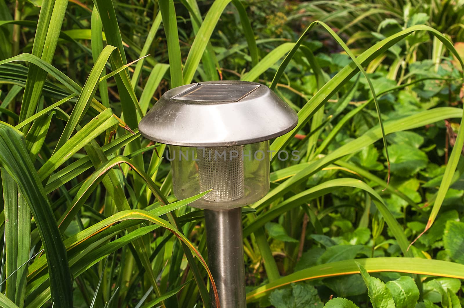 the garden lamp on solar batteries in a green garden among plants 