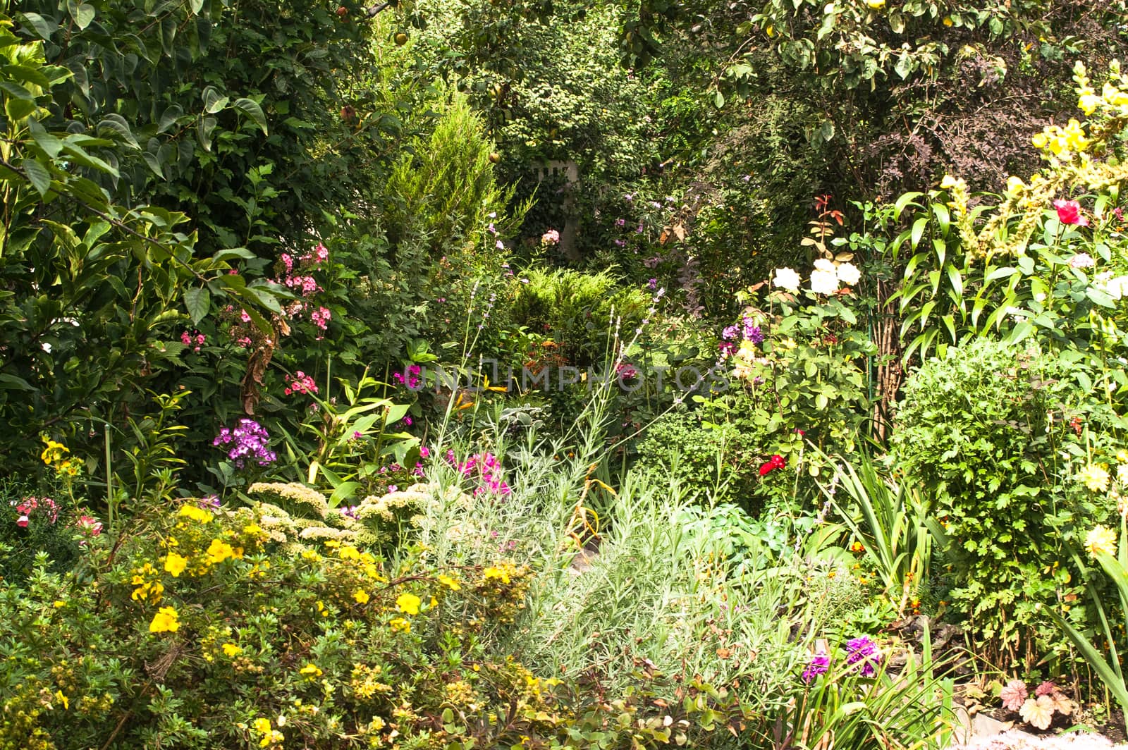 green garden from the blossoming a phlox and other flowers in the summer, sunny day