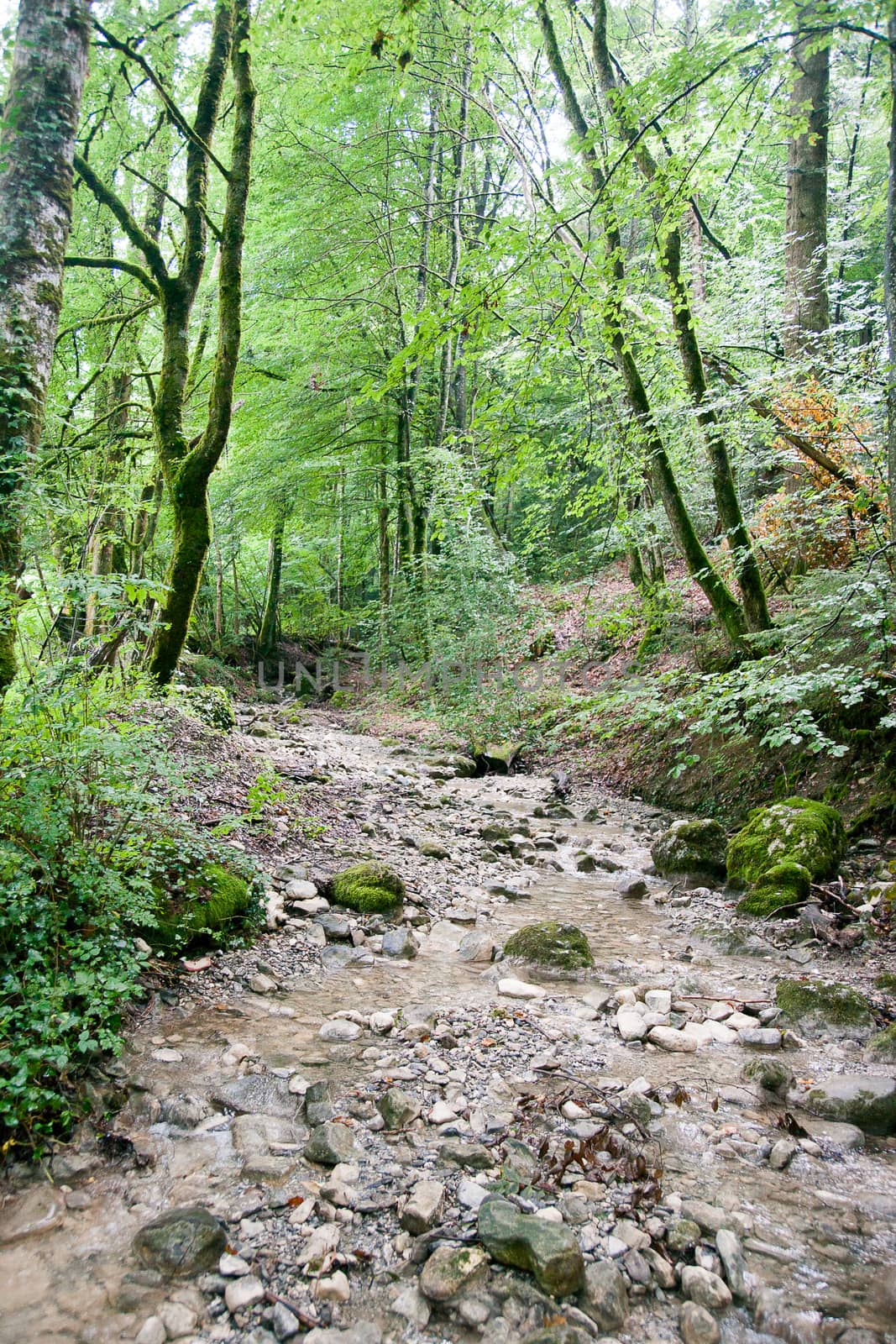 France Savoie forest walks by javax