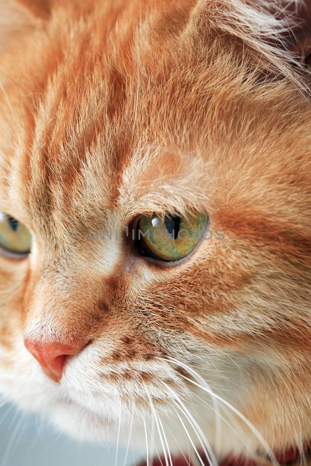 Cat portrait. Extreme closeup domestic ginger cat eye