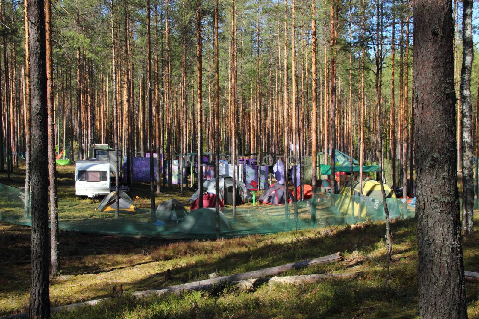 Camping in a pine forest. Many tents and trailers