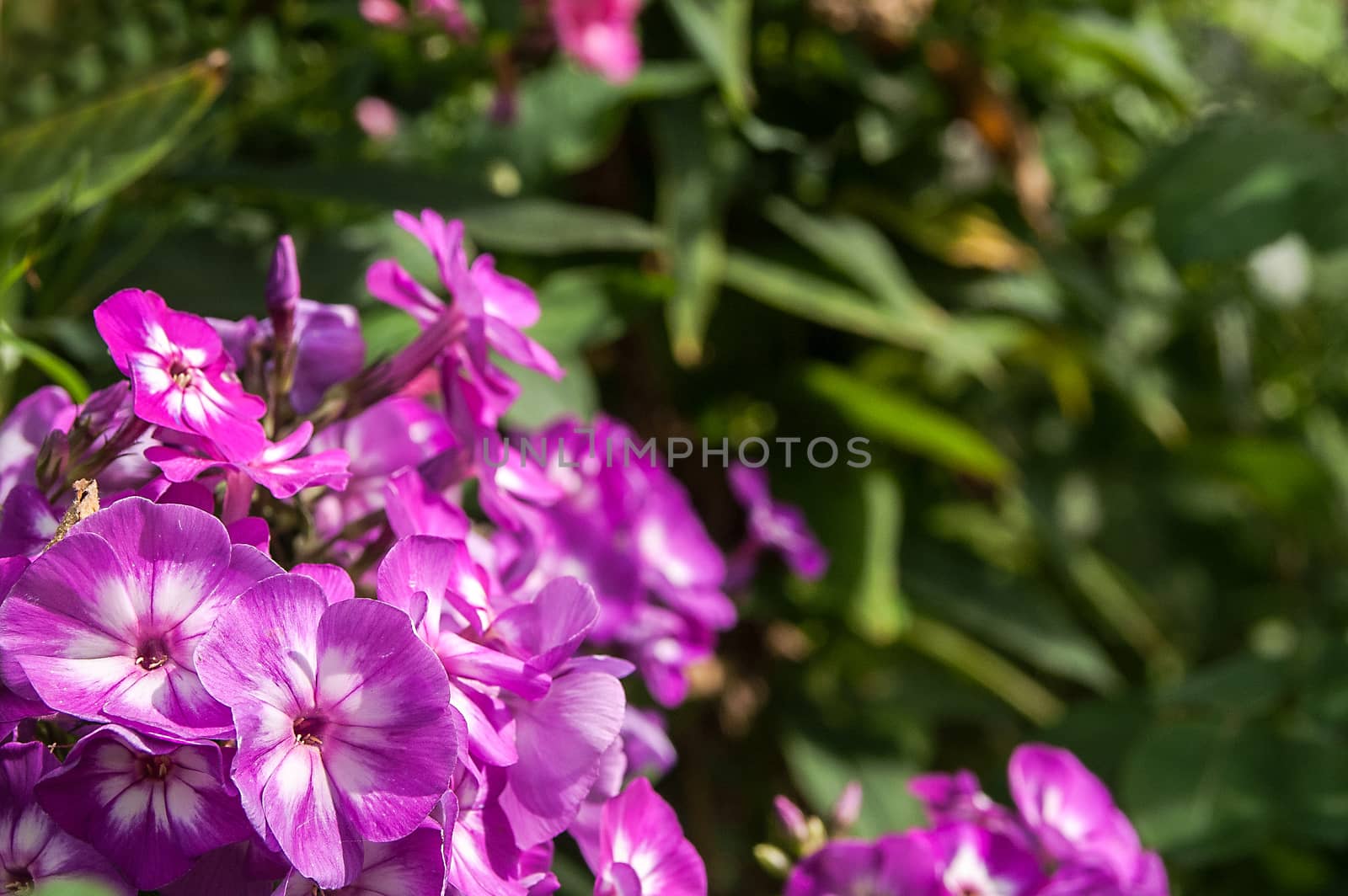 flower phloxes in the sunny day   by antonius_