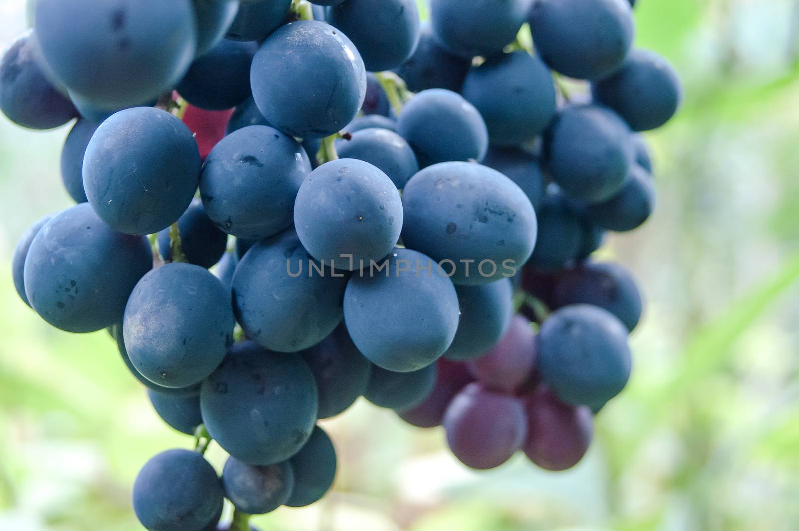 bunch of dark blue grapes by antonius_