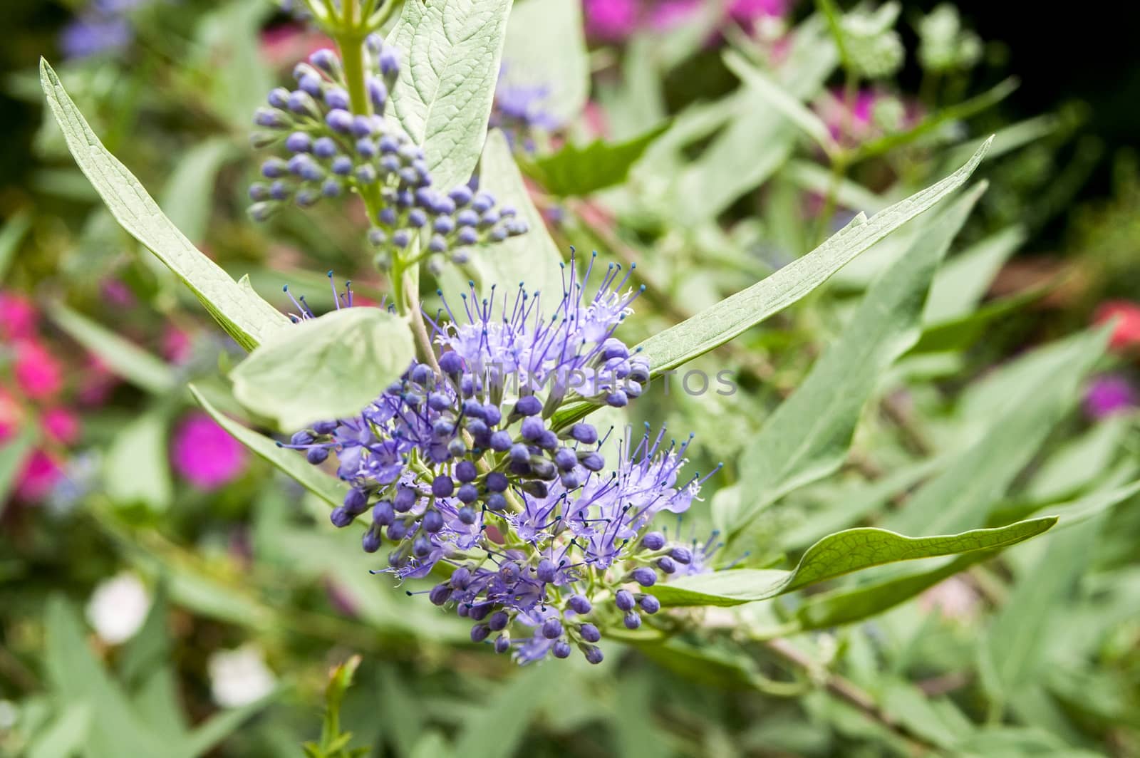 small blue flower blooming in the garden in the afternoon