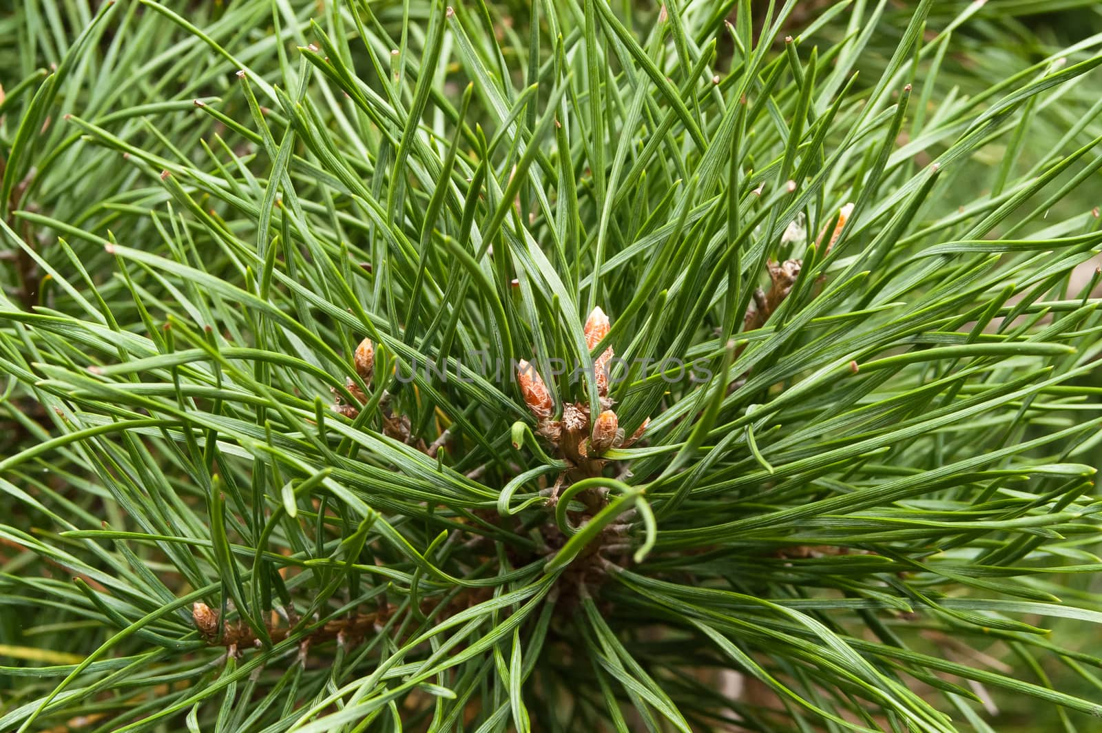 young beautiful needles of green color on a fir-tree 