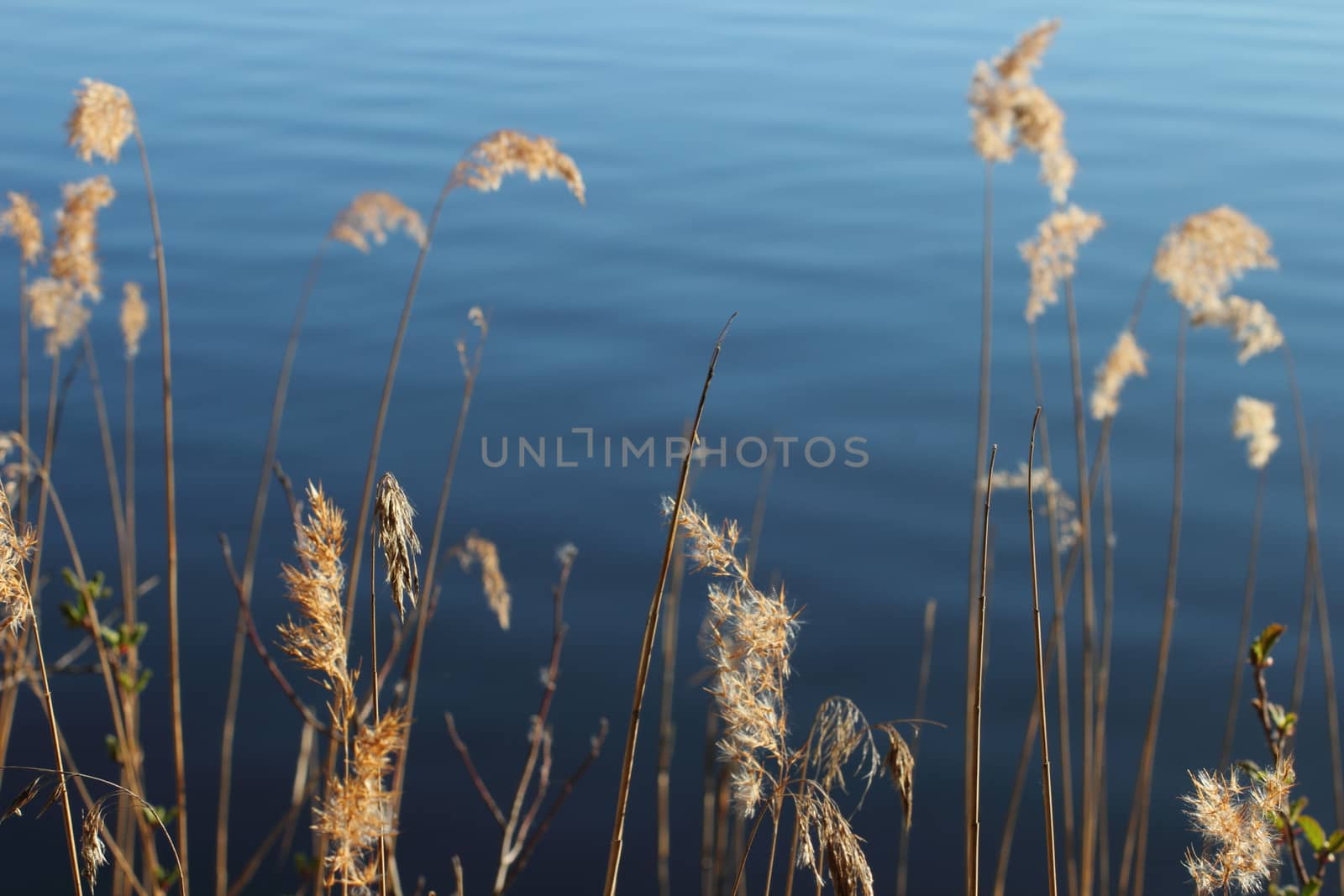 golden spikes on the lake in Russia