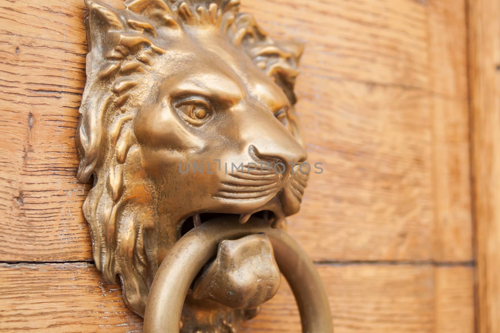 Majestic lion pen on old wooden door