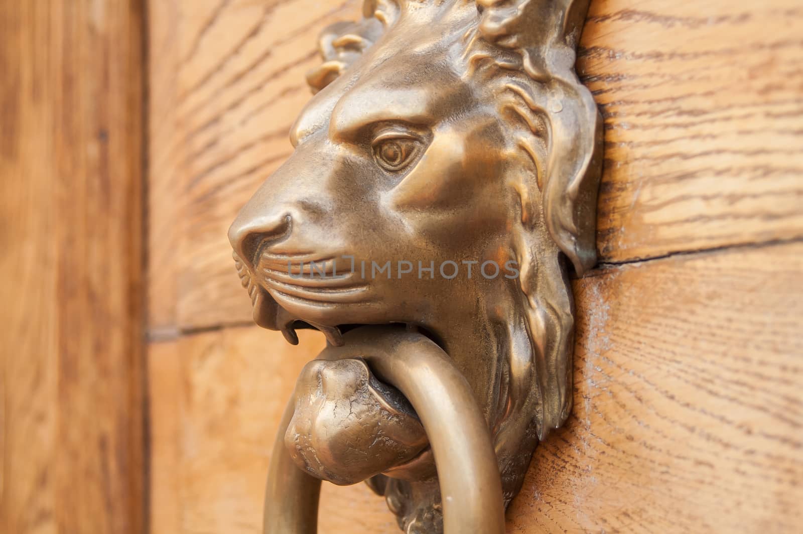 Lion handle door by antonius_