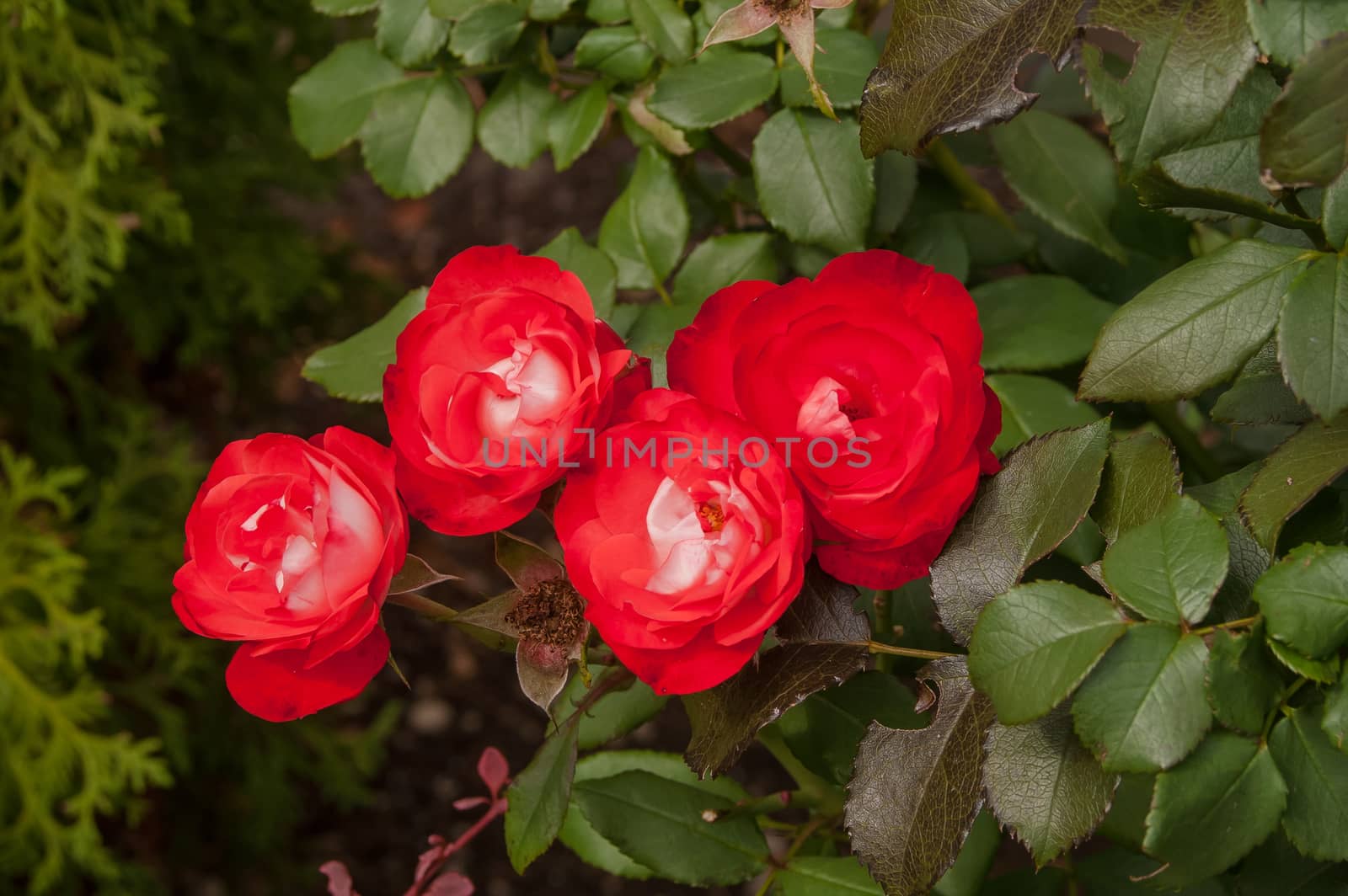 Beautiful red roses on a bush in the garden