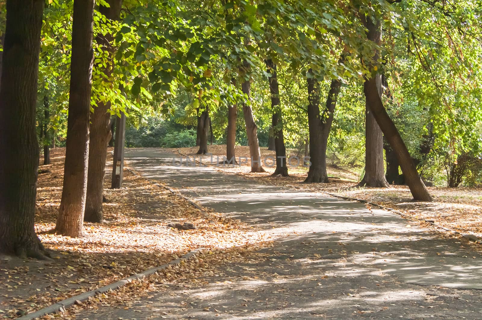 Beautiful park alley in the city in the fall