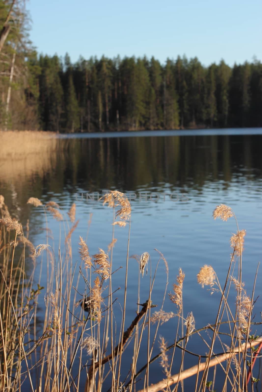 golden spikes on the lake in Russia