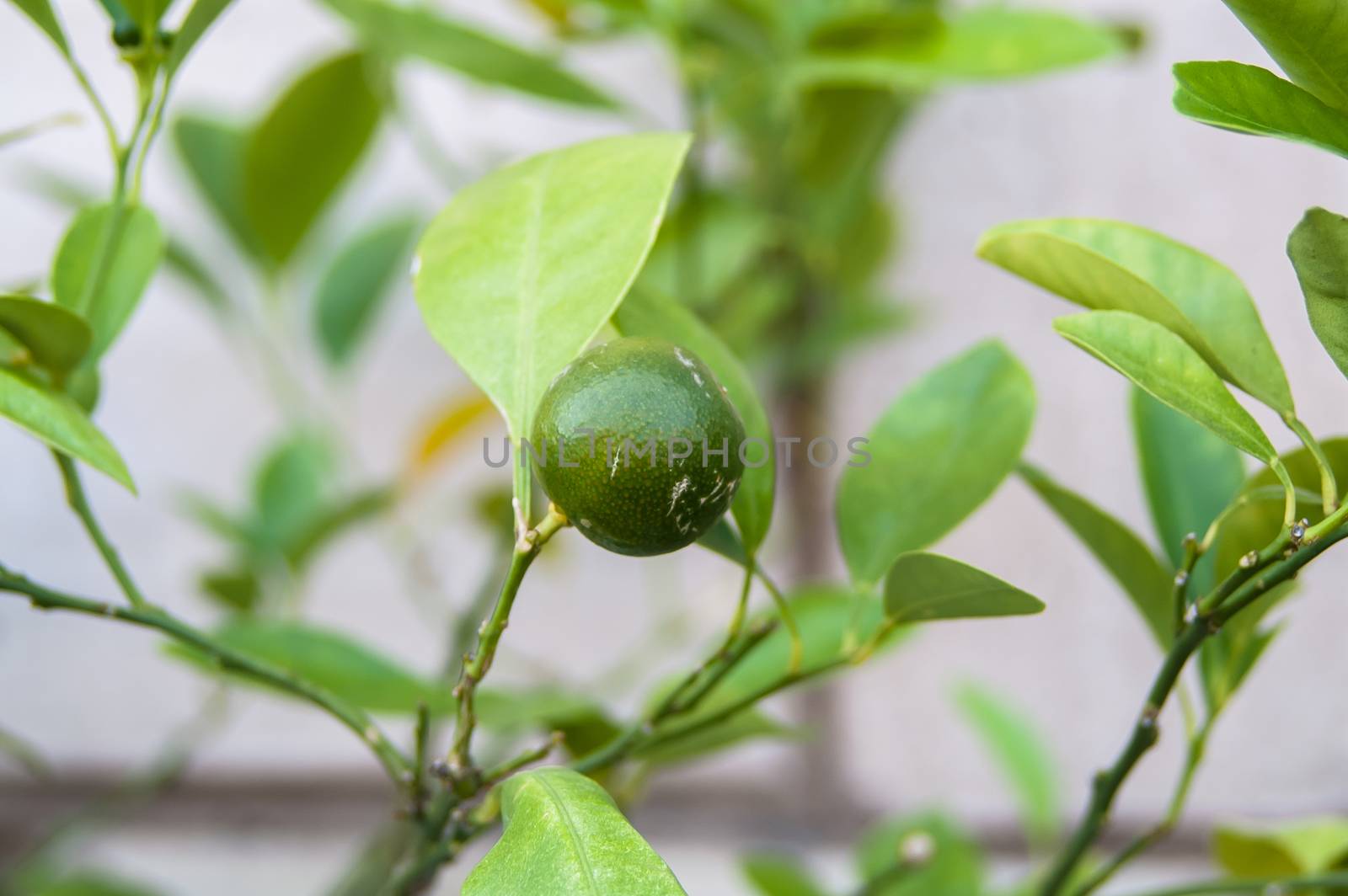 Growing green lemon on a bush in the city