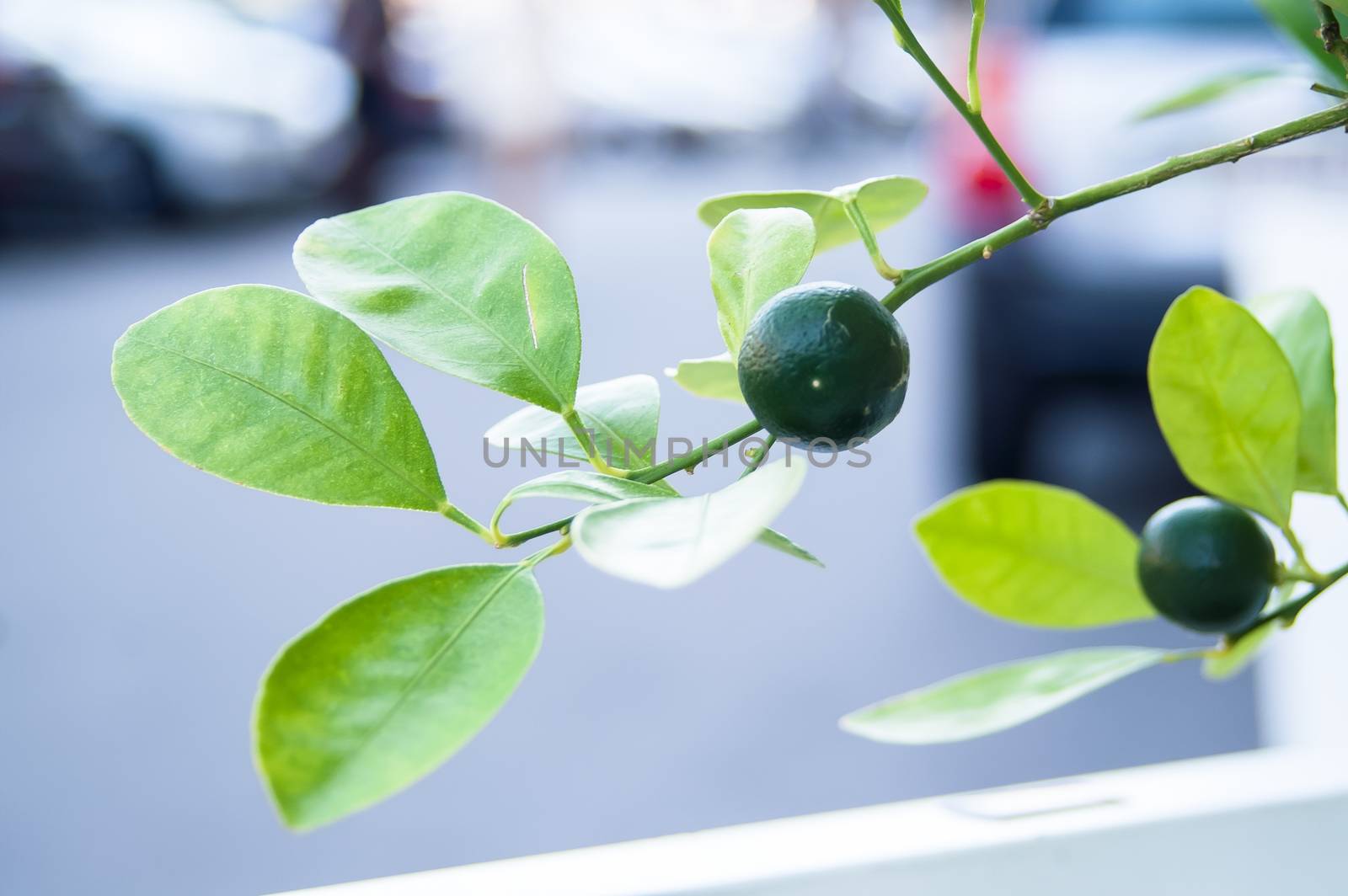 Growing green lemon on a bush in the city