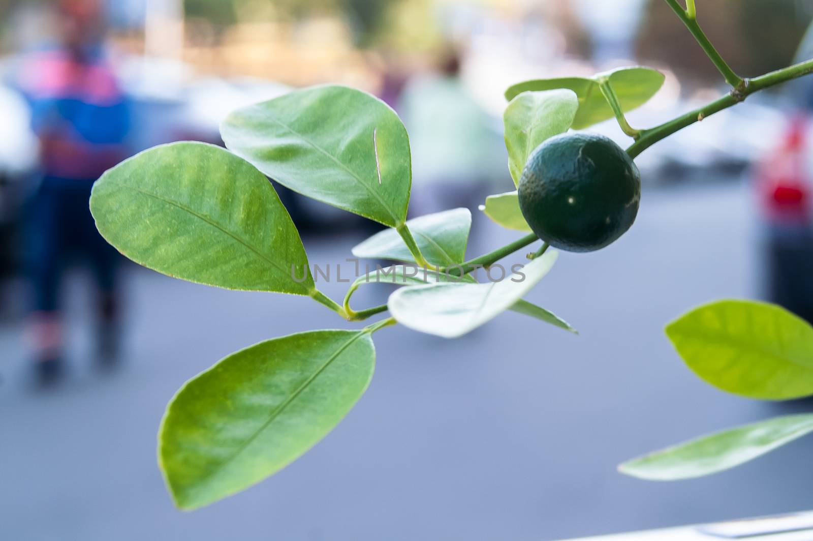 Growing green lemon on a bush in the city