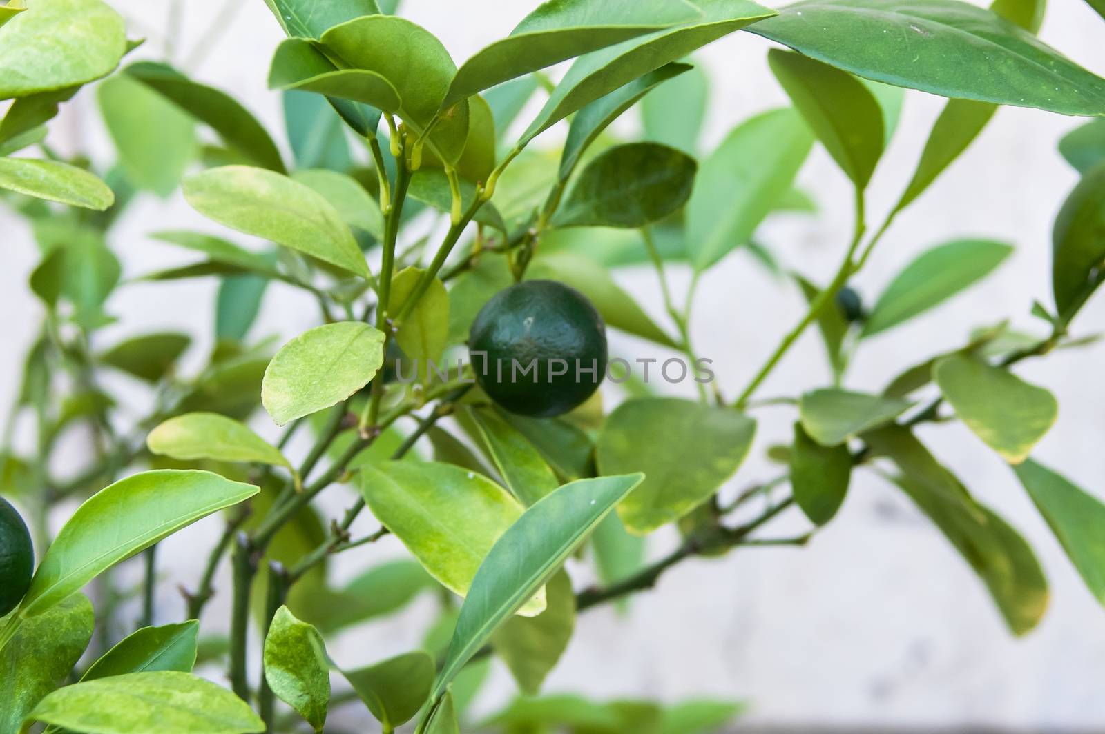 Green lemon on the bush by antonius_
