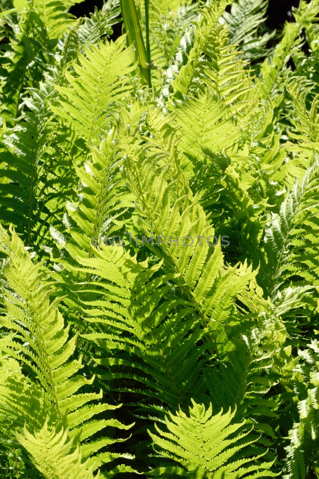 Ferns, one of the most ancient plants on the earth. Was around at the time of the Dinosaurs, millions of years in the past. Photographed "Contra Jour" for dramatic effect.