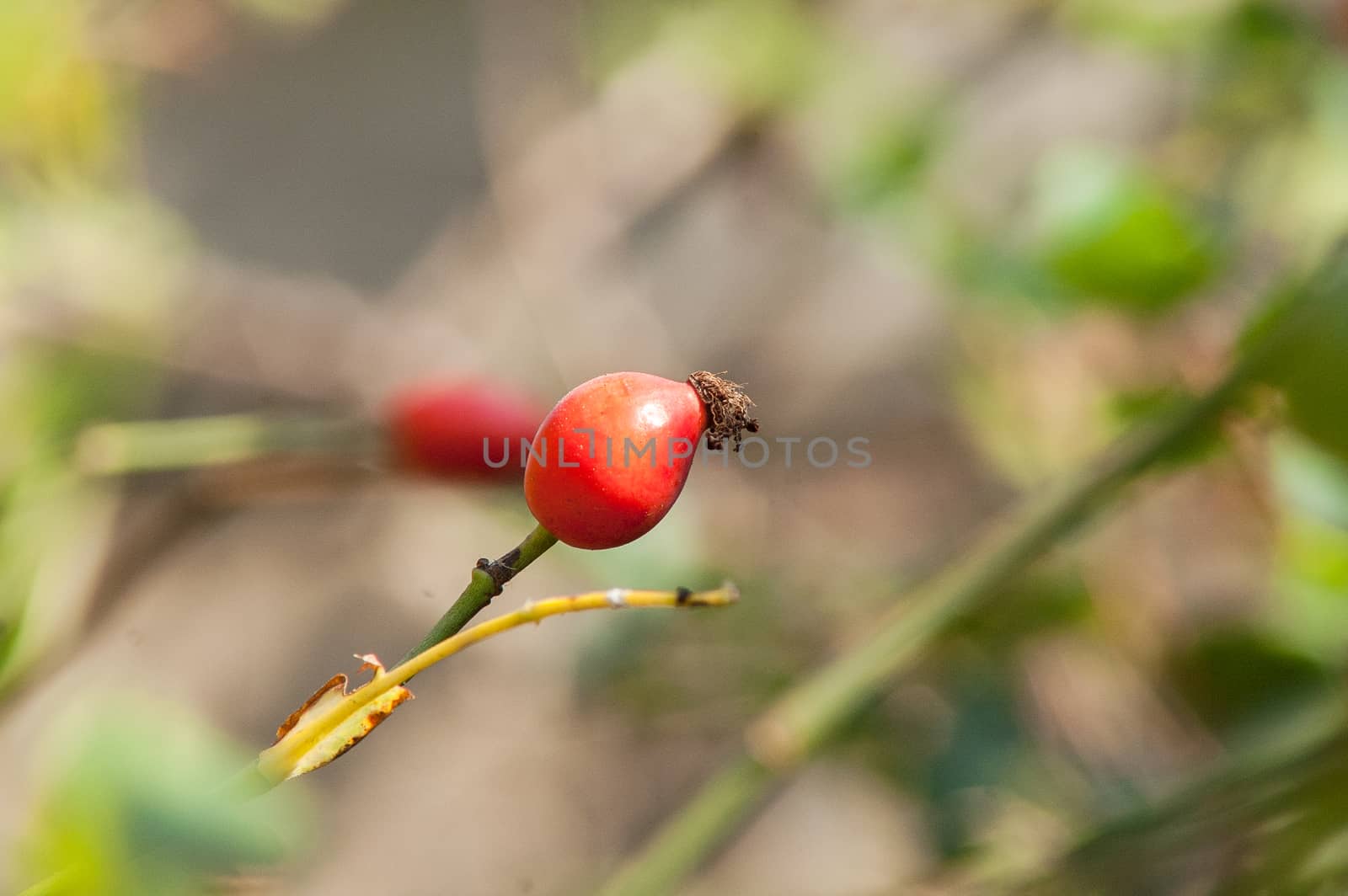 Berry wild rose on a bush by antonius_