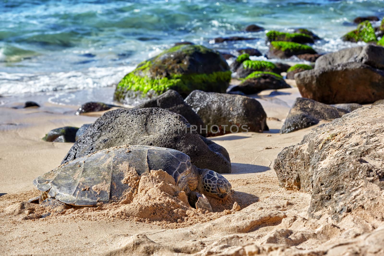 Beached giant green sea turtle (Chelonia mydas) on sand at Laniakea (Turtle) beach, North shore, Oahu, Hawaii, USA