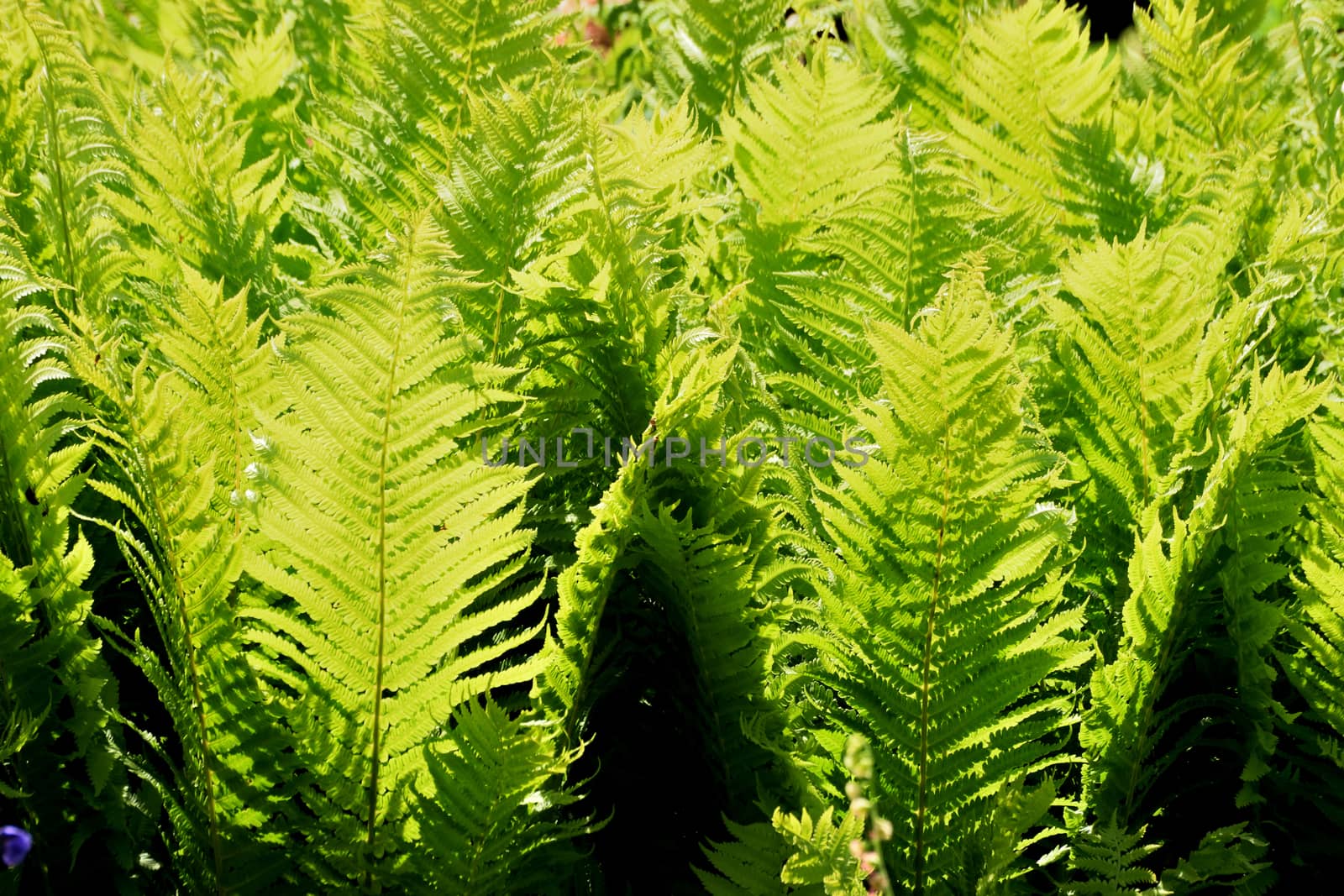Ferns, one of the most ancient plants on the earth. Was around at the time of the Dinosaurs, millions of years in the past. Photographed "Contra Jour" for dramatic effect.