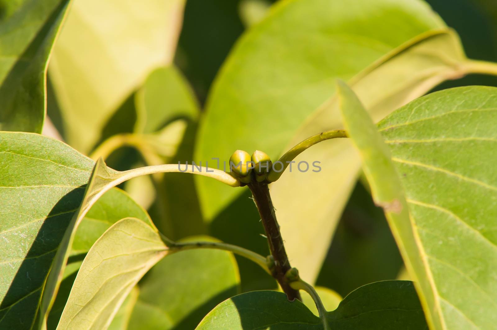 Green leaves in the autumn sun with blue sky