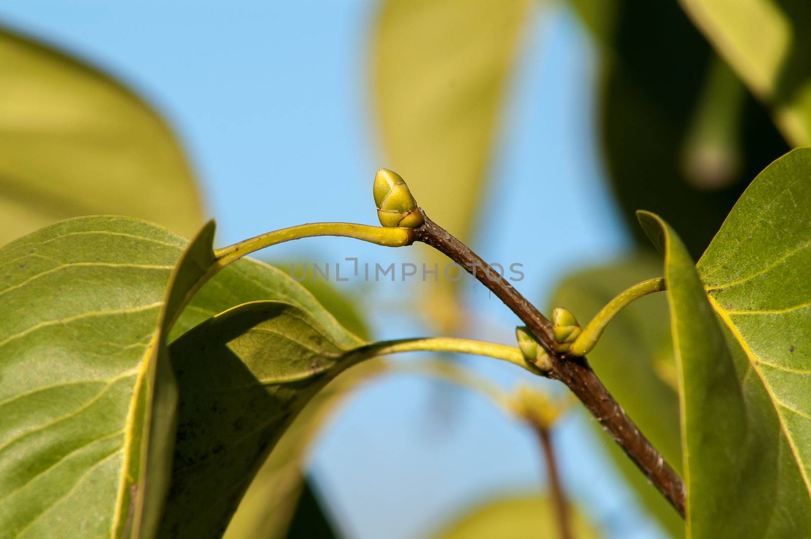 Green leaves in the autumn sun with blue sky