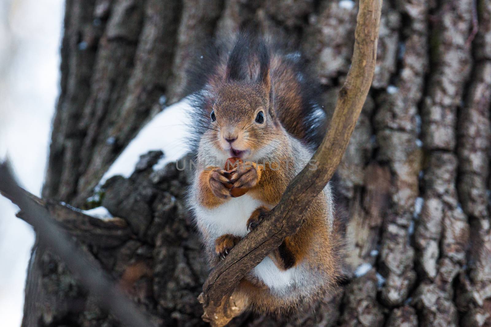 squirrel on a branch by AlexBush