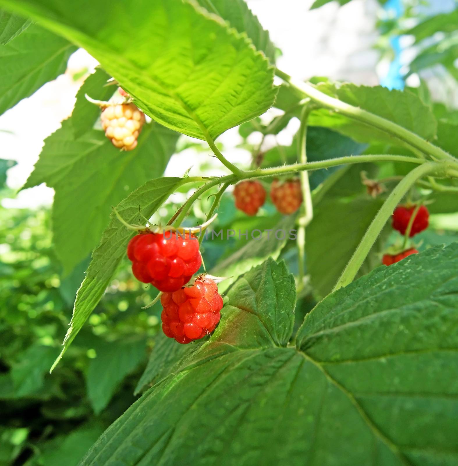 Red raspberry growing with leaves