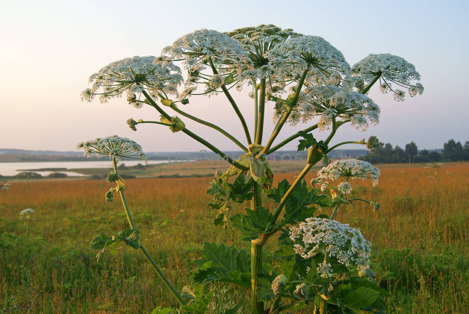 Giant Hogweed by 4dcrew