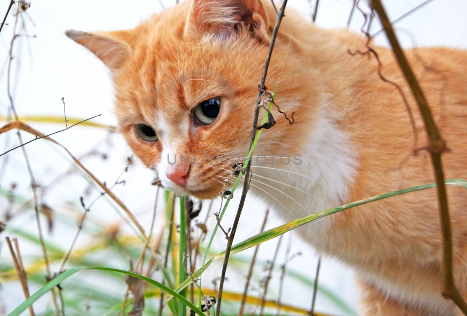 Sad wild red cat hiding in dry autumn grass outdoors