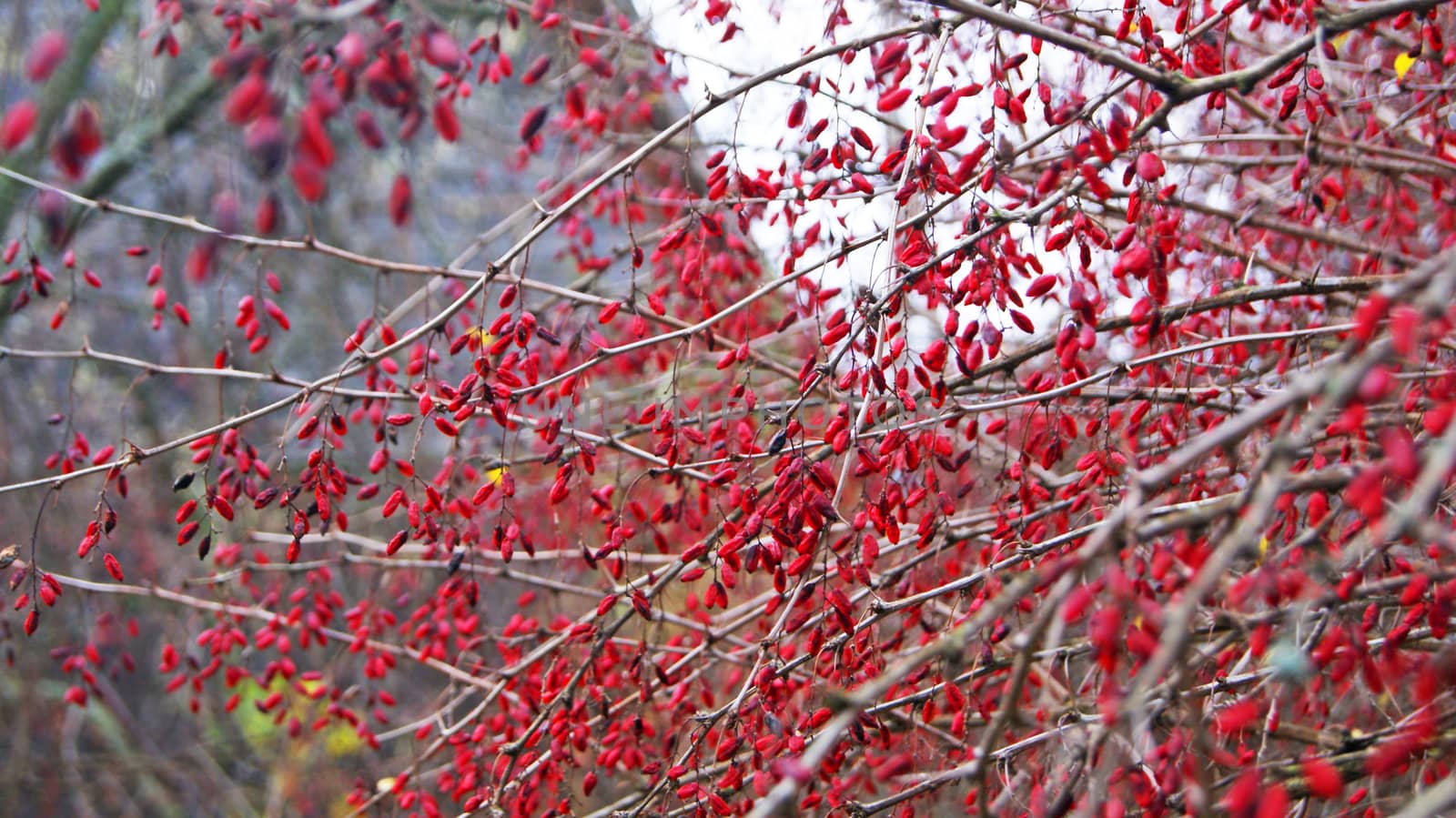 Leafless branches of red barberry plant in autumn