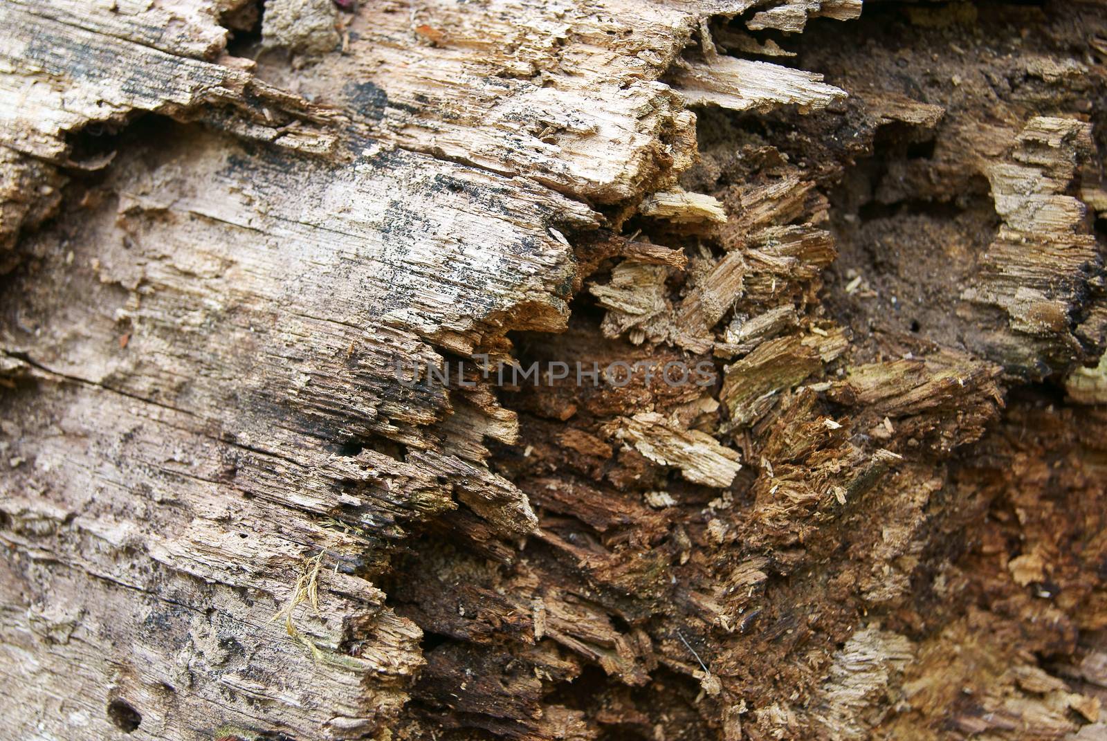 Texture backgroung of old insect-eaten rotten wooden trunk