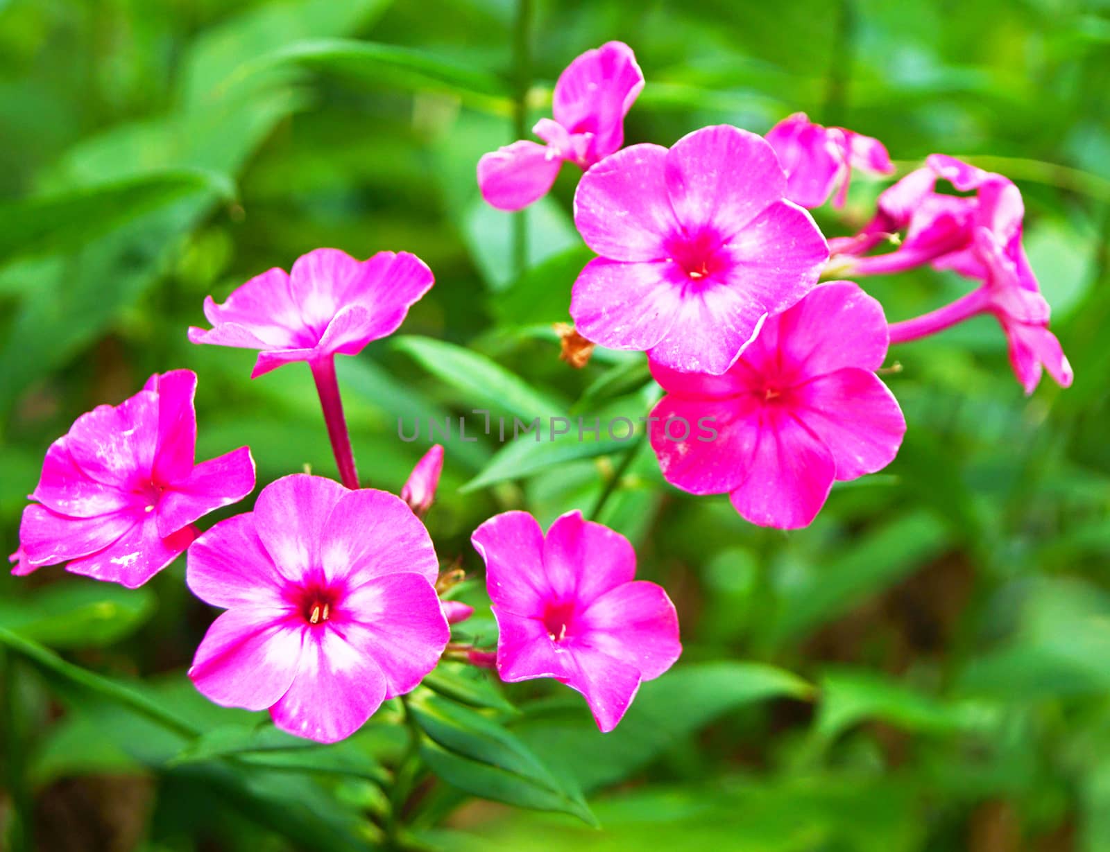 Blossoming pink phlox flowers, closeup