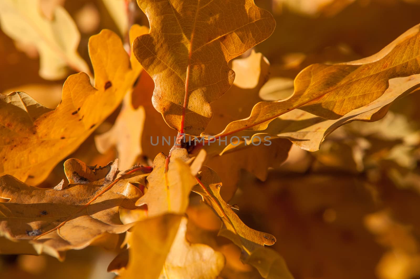 Golden leaves against a beautiful blue sky