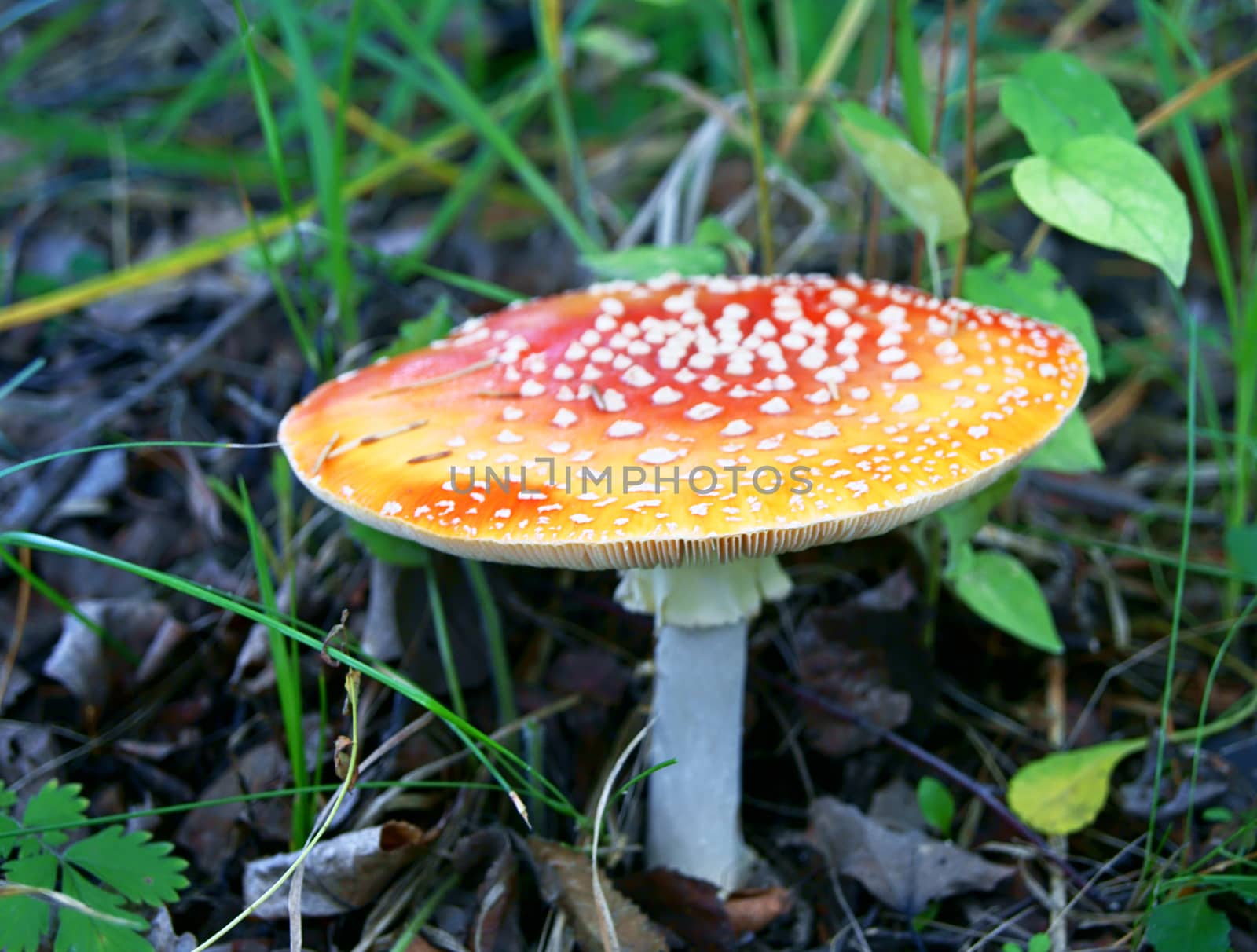 Big red death cap in the forest