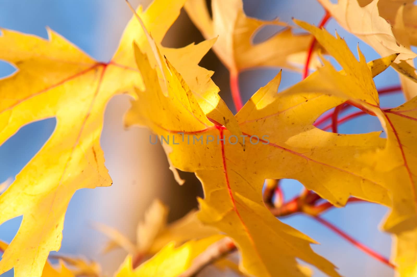 Golden leaves agains by antonius_