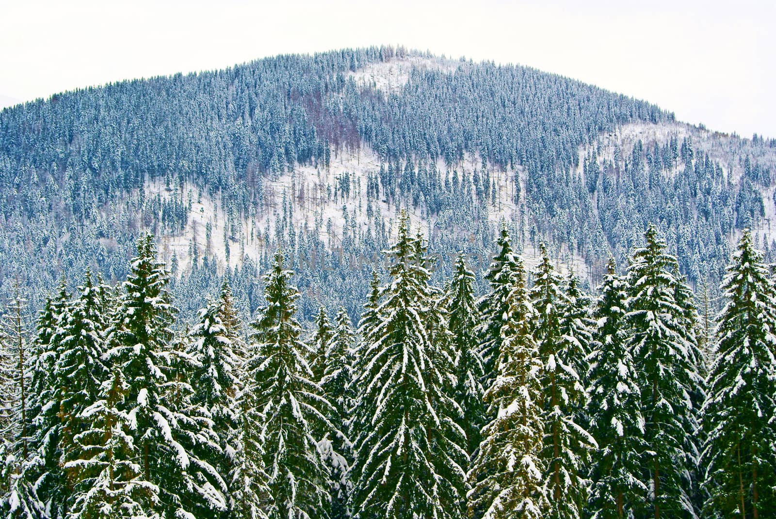 Close-up of a hill in Tatra Mountains covered with fir trees in winter