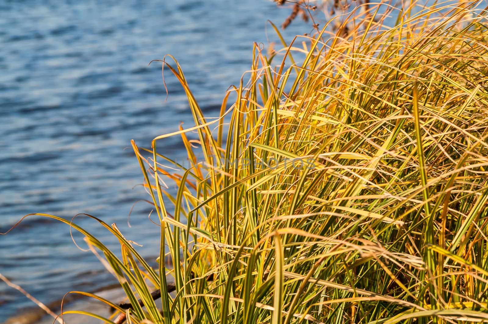 Grass over water on a sunny day in autumn